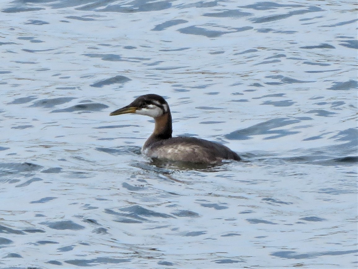 Red-necked Grebe - ML620464409