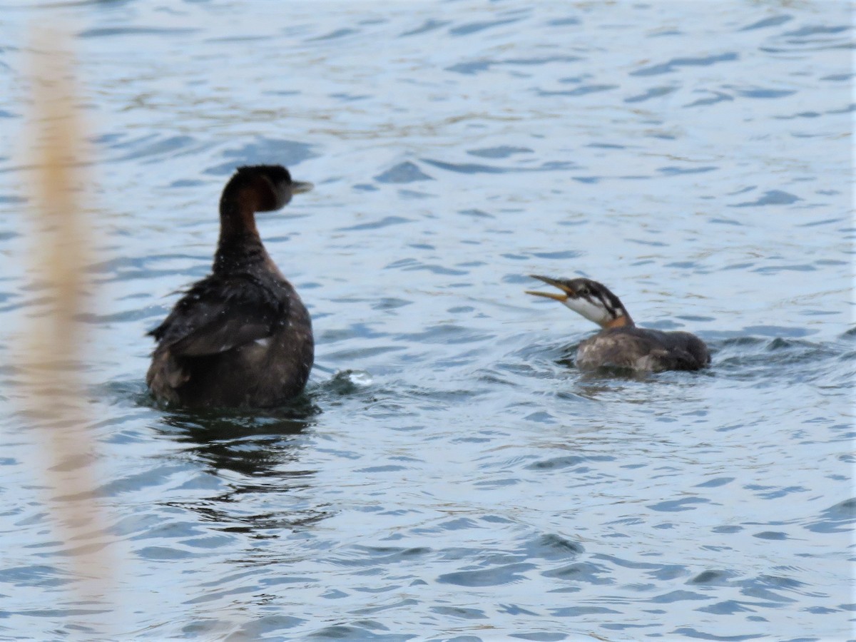 Red-necked Grebe - ML620464410