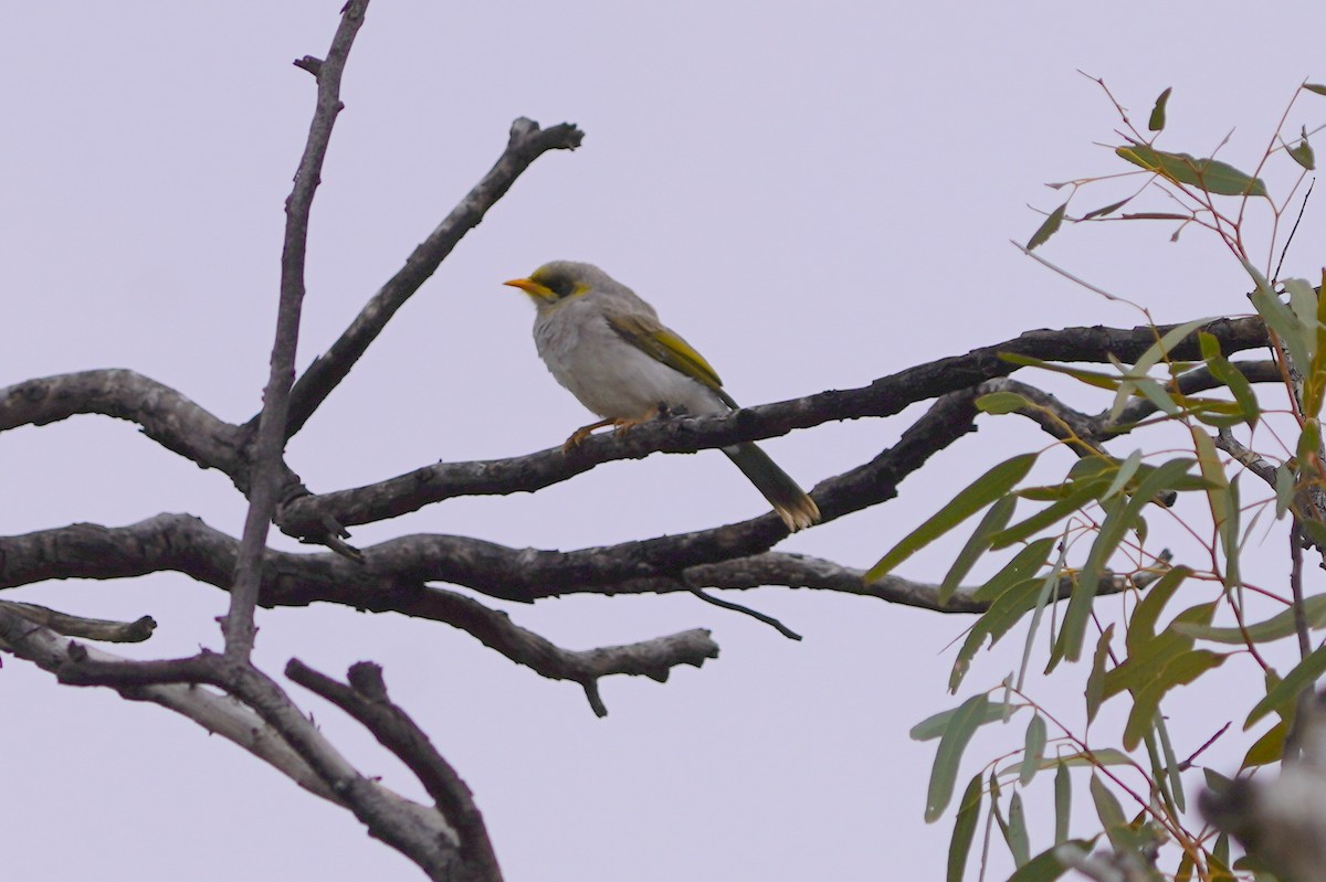 Méliphage à cou jaune - ML620464411