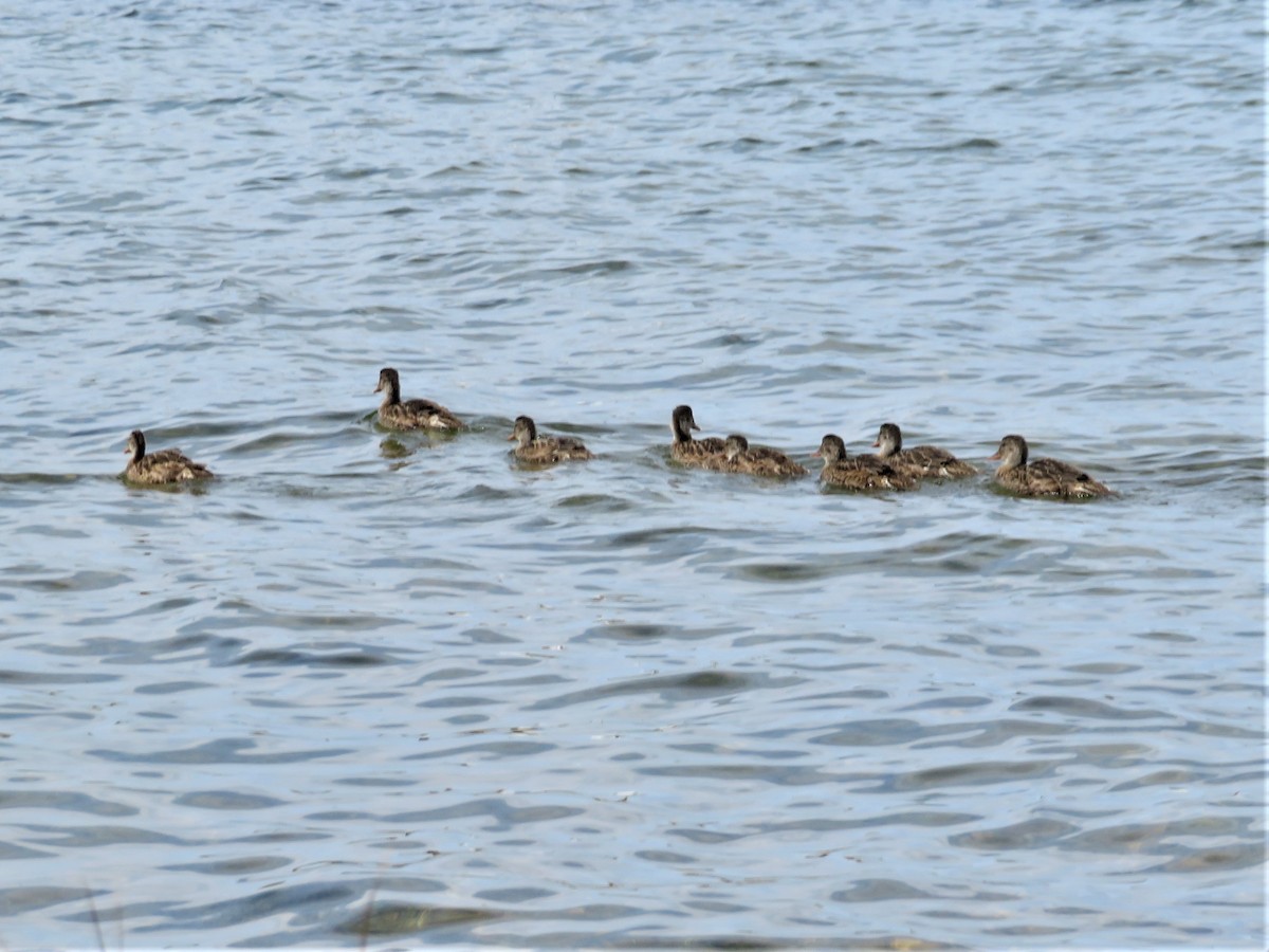 Gadwall - ML620464415