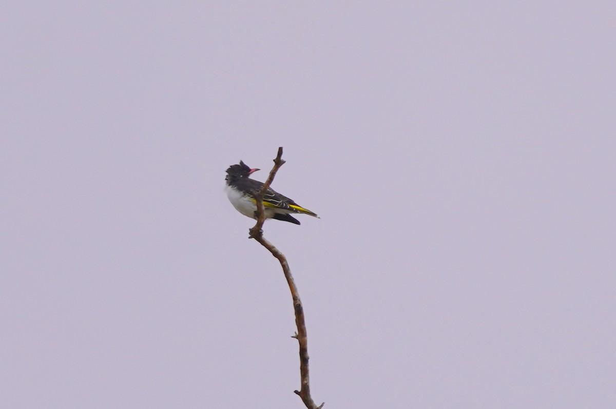 Painted Honeyeater - ML620464417