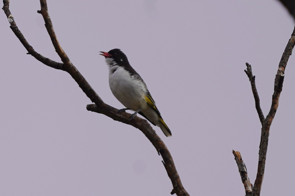 Painted Honeyeater - ML620464419