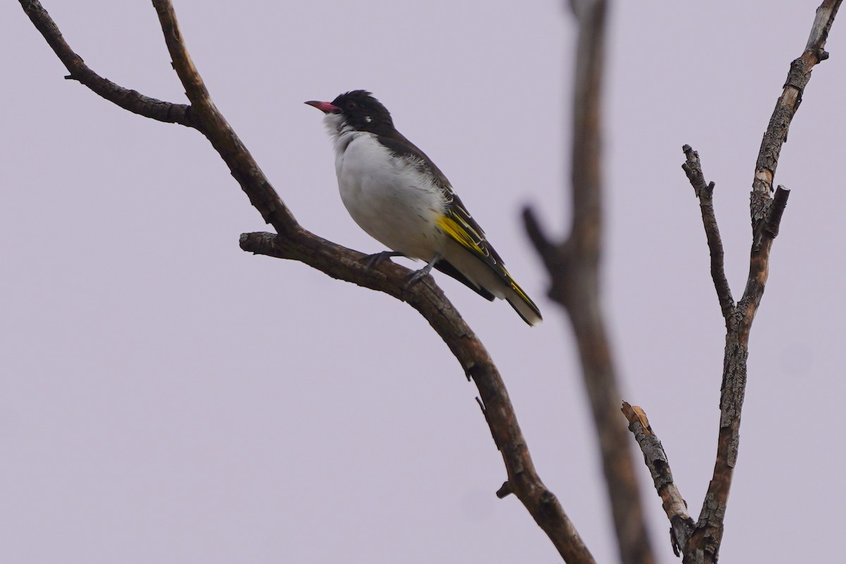 Painted Honeyeater - ML620464421