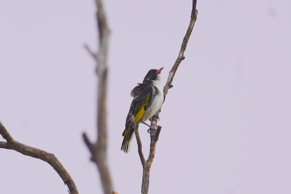 Painted Honeyeater - ML620464422