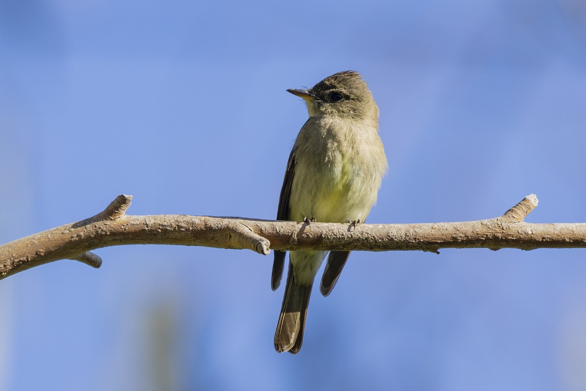 Western Wood-Pewee - ML620464428