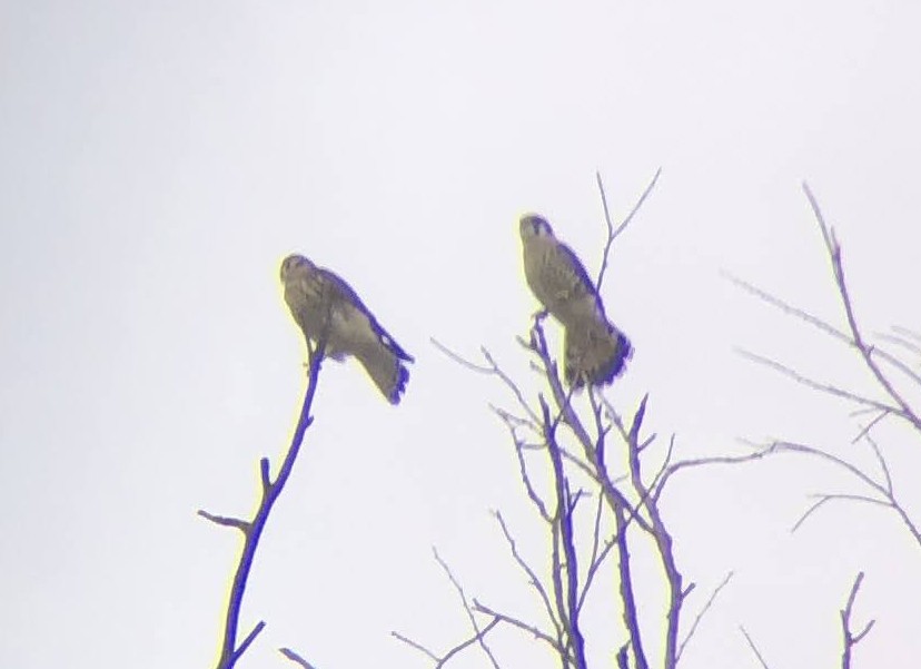 American Kestrel - ML620464431