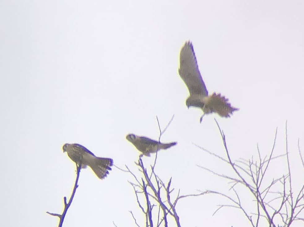 American Kestrel - ML620464433