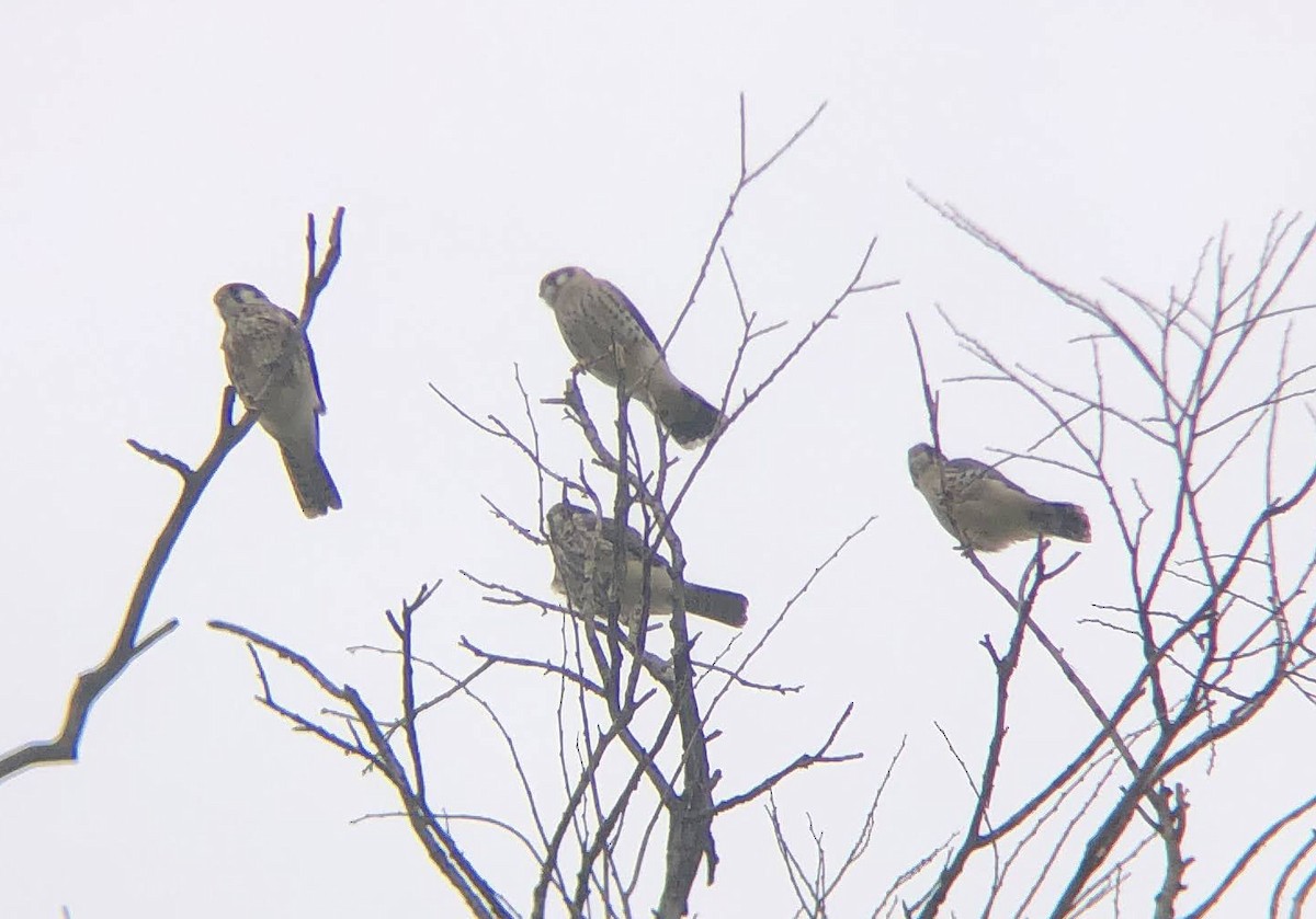 American Kestrel - ML620464435