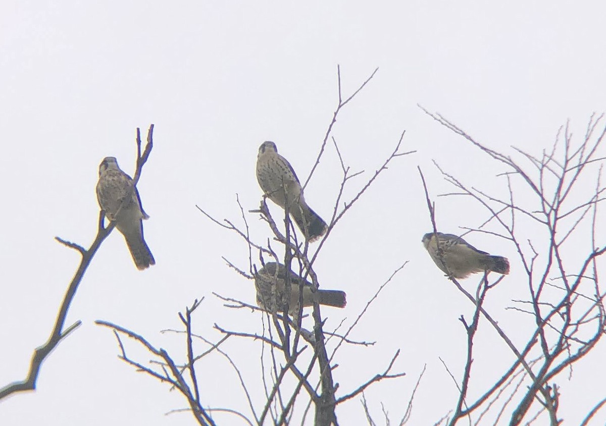 American Kestrel - ML620464436