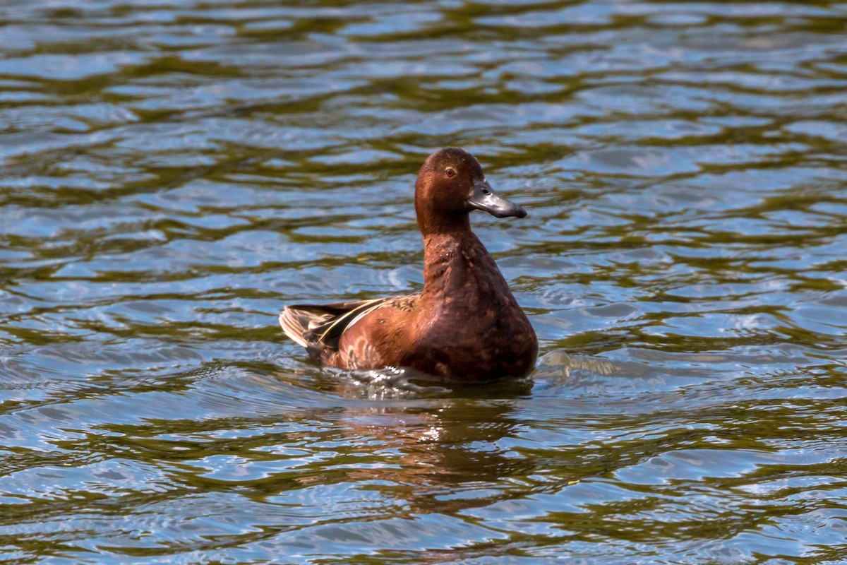 Cinnamon Teal - ML620464438