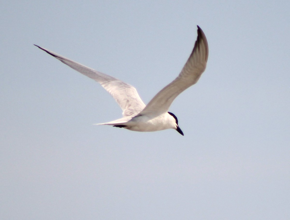 Gull-billed Tern - Kenneth Showalter