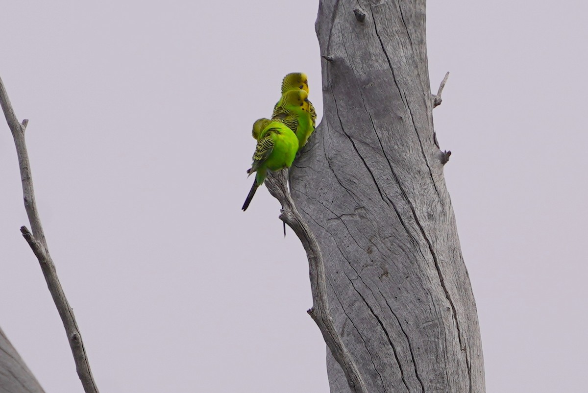 Budgerigar - ML620464442