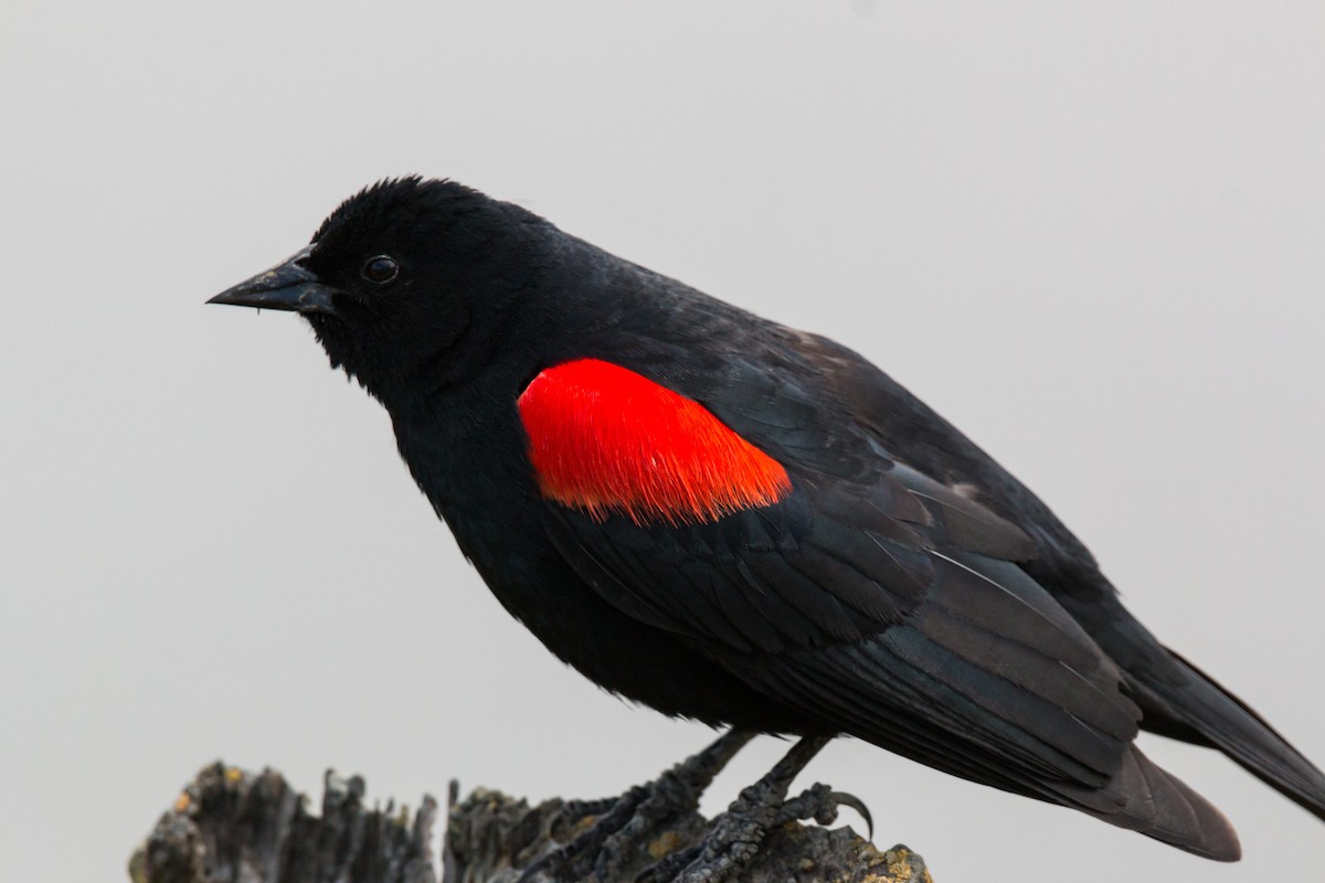 Red-winged Blackbird - ML620464446