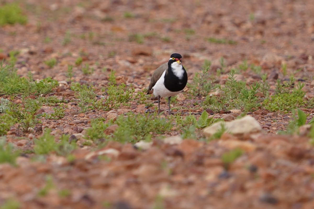 Banded Lapwing - Richard Maarschall