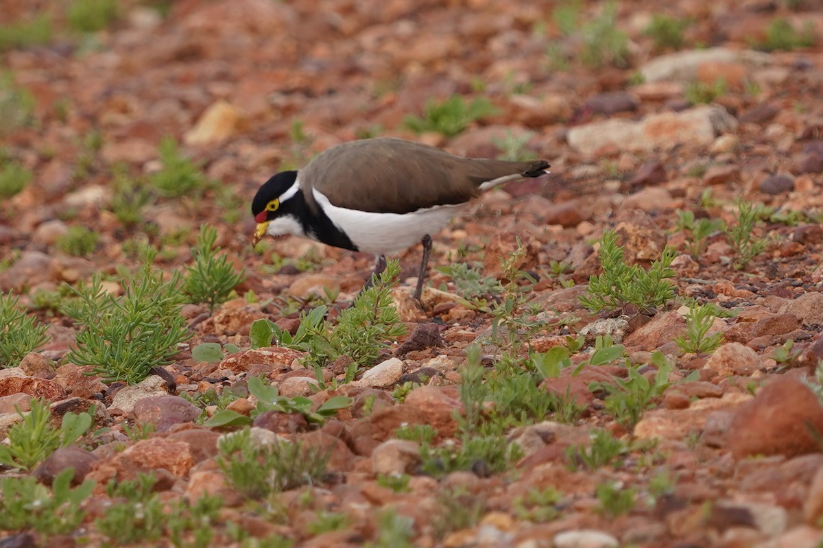 Banded Lapwing - ML620464448