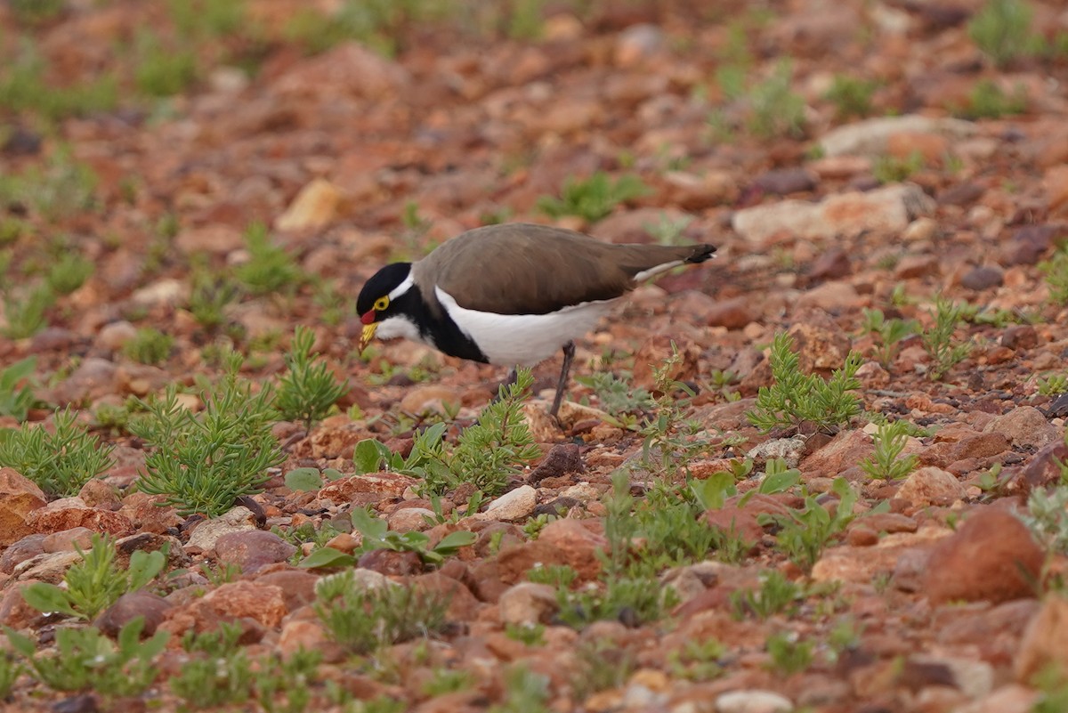 Banded Lapwing - ML620464449