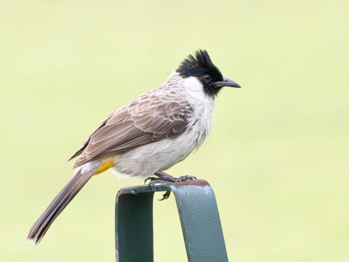 Bulbul cul-d'or - ML620464461