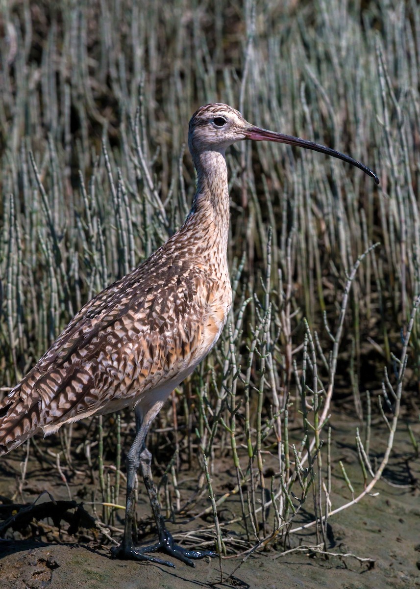 Long-billed Curlew - ML620464465