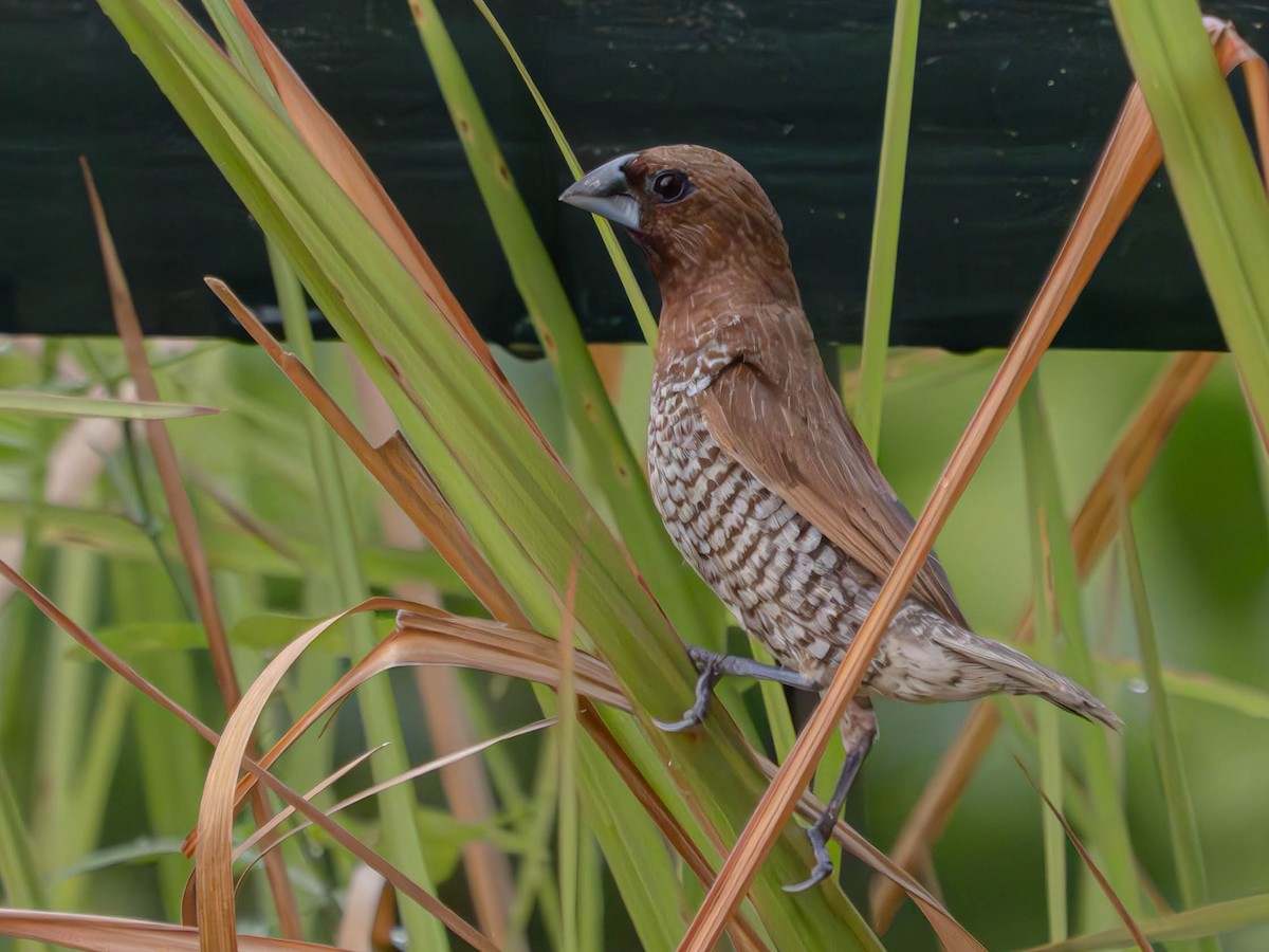 Scaly-breasted Munia - ML620464473