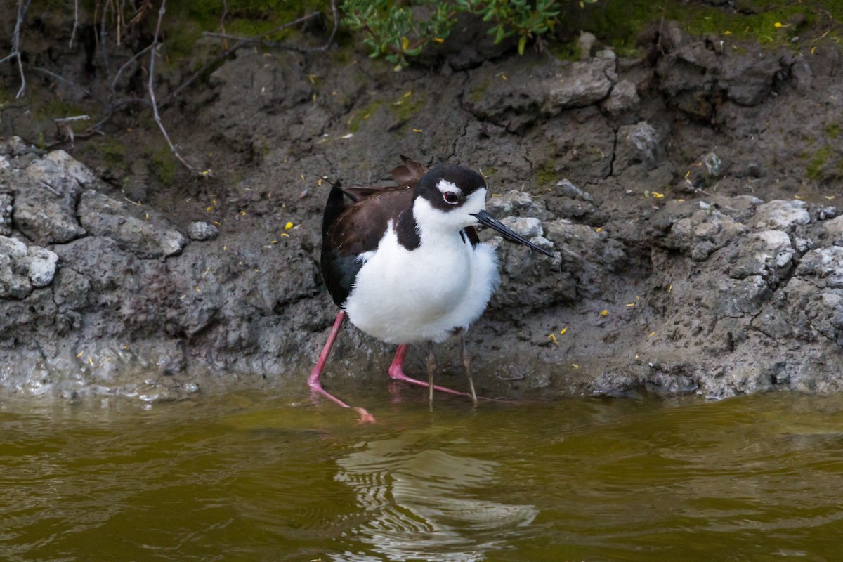 Black-necked Stilt - ML620464474