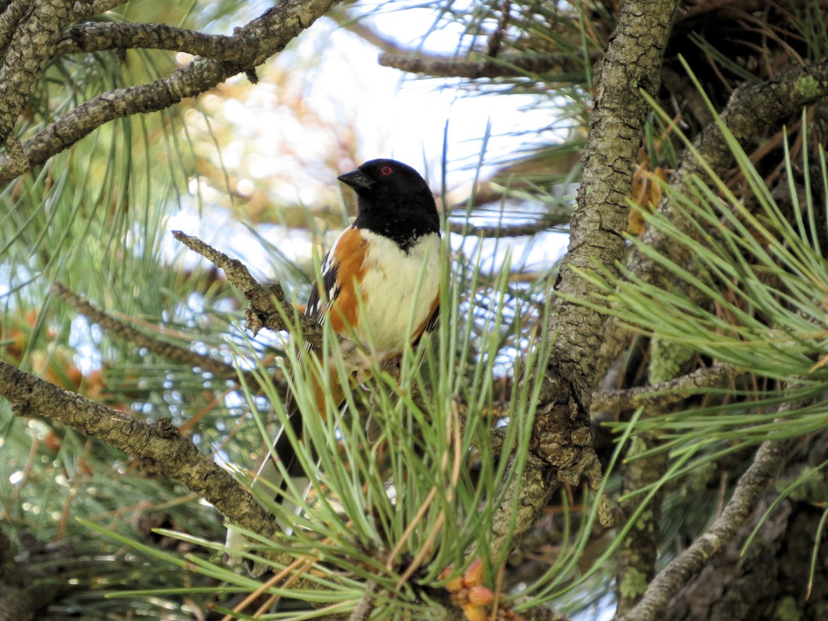 Spotted Towhee - ML620464475