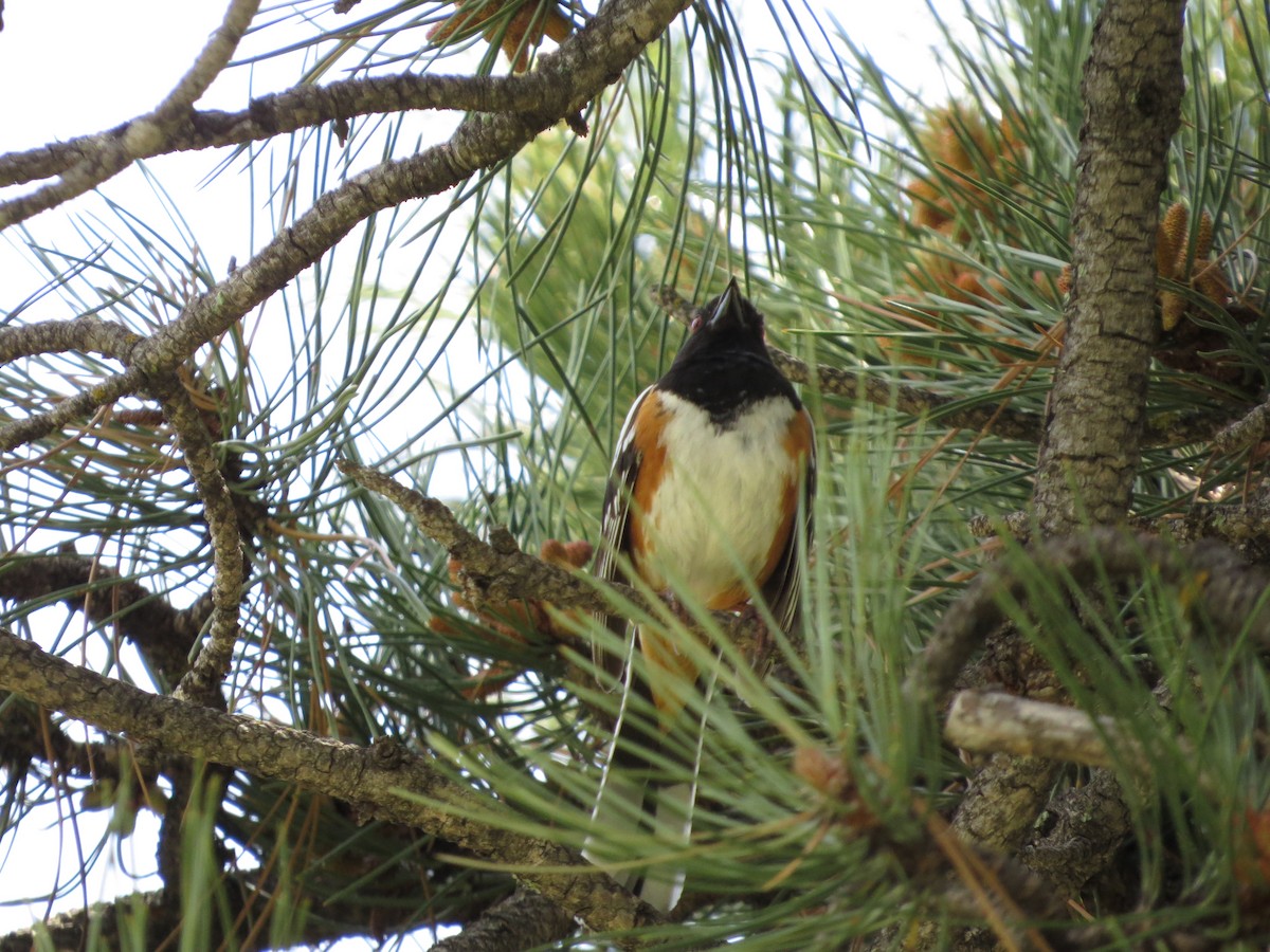 Spotted Towhee - ML620464476