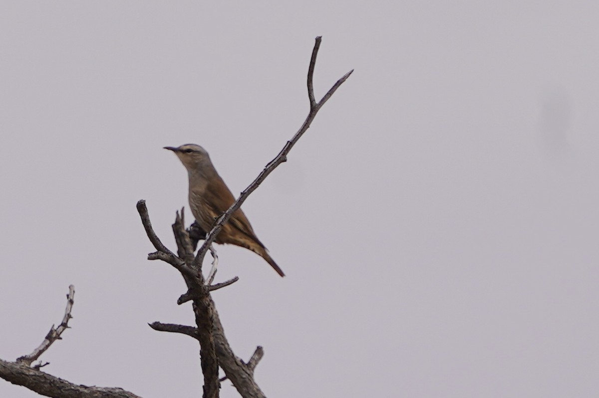 Brown Treecreeper - ML620464478