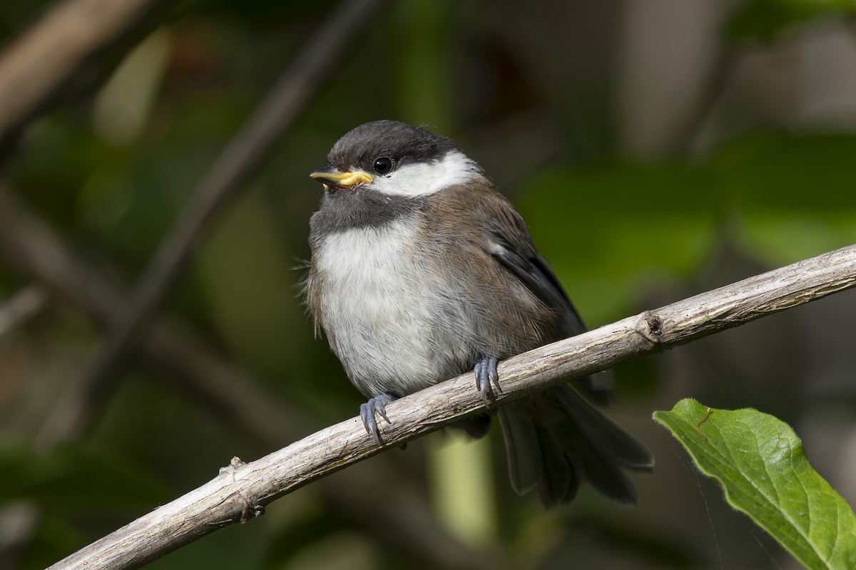 Chestnut-backed Chickadee - ML620464480