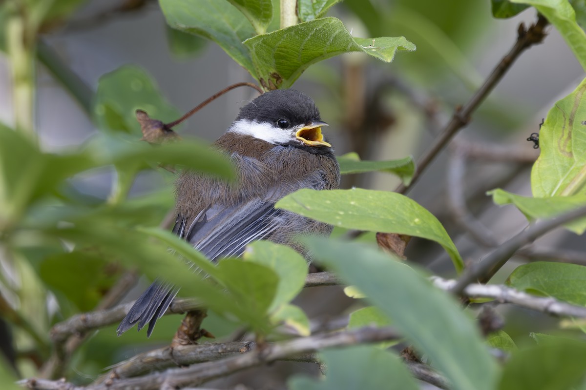 Chestnut-backed Chickadee - ML620464482