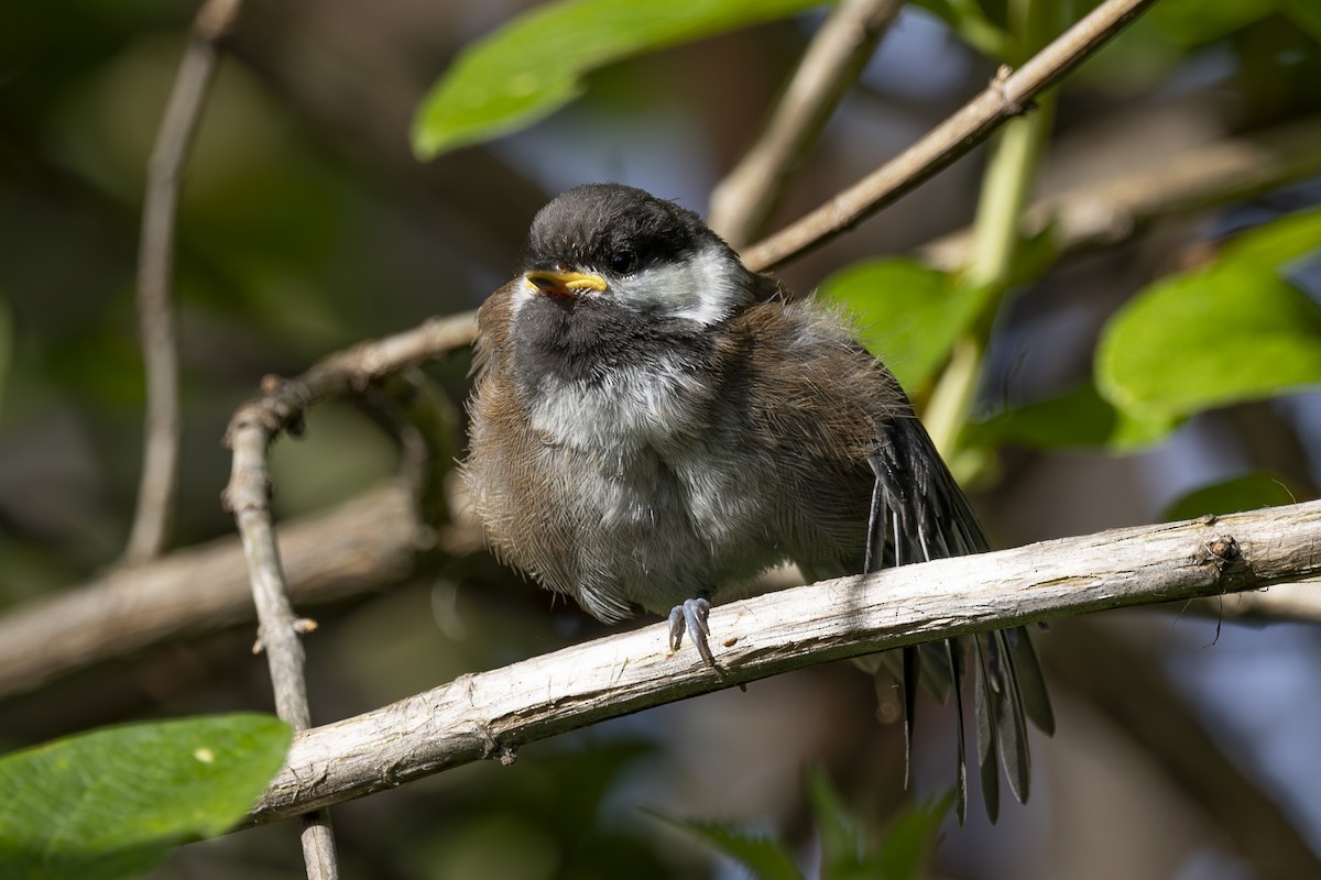 Chestnut-backed Chickadee - ML620464484