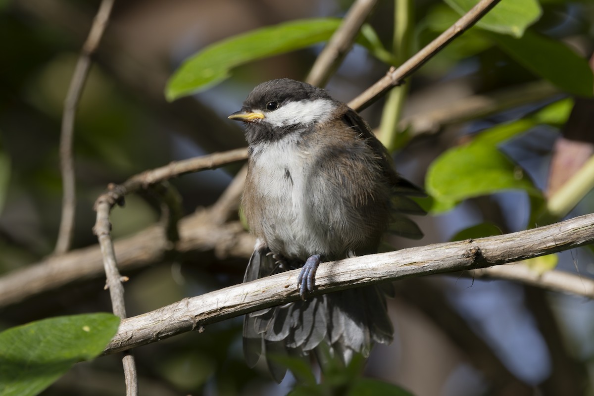 Chestnut-backed Chickadee - ML620464485