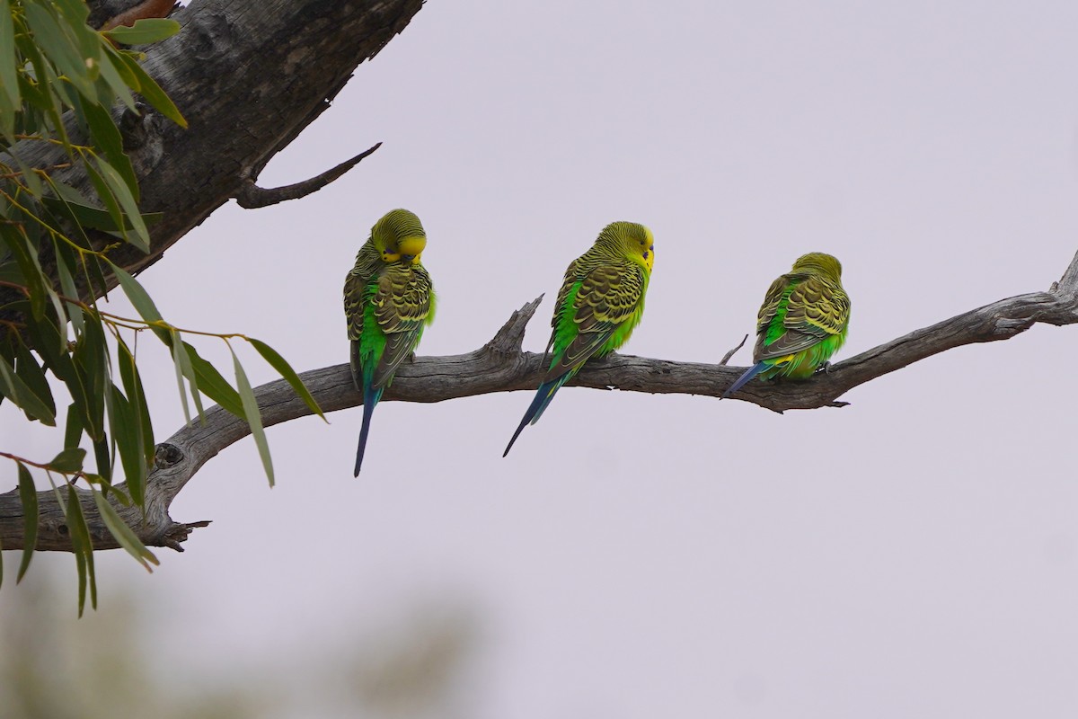 Budgerigar - ML620464486