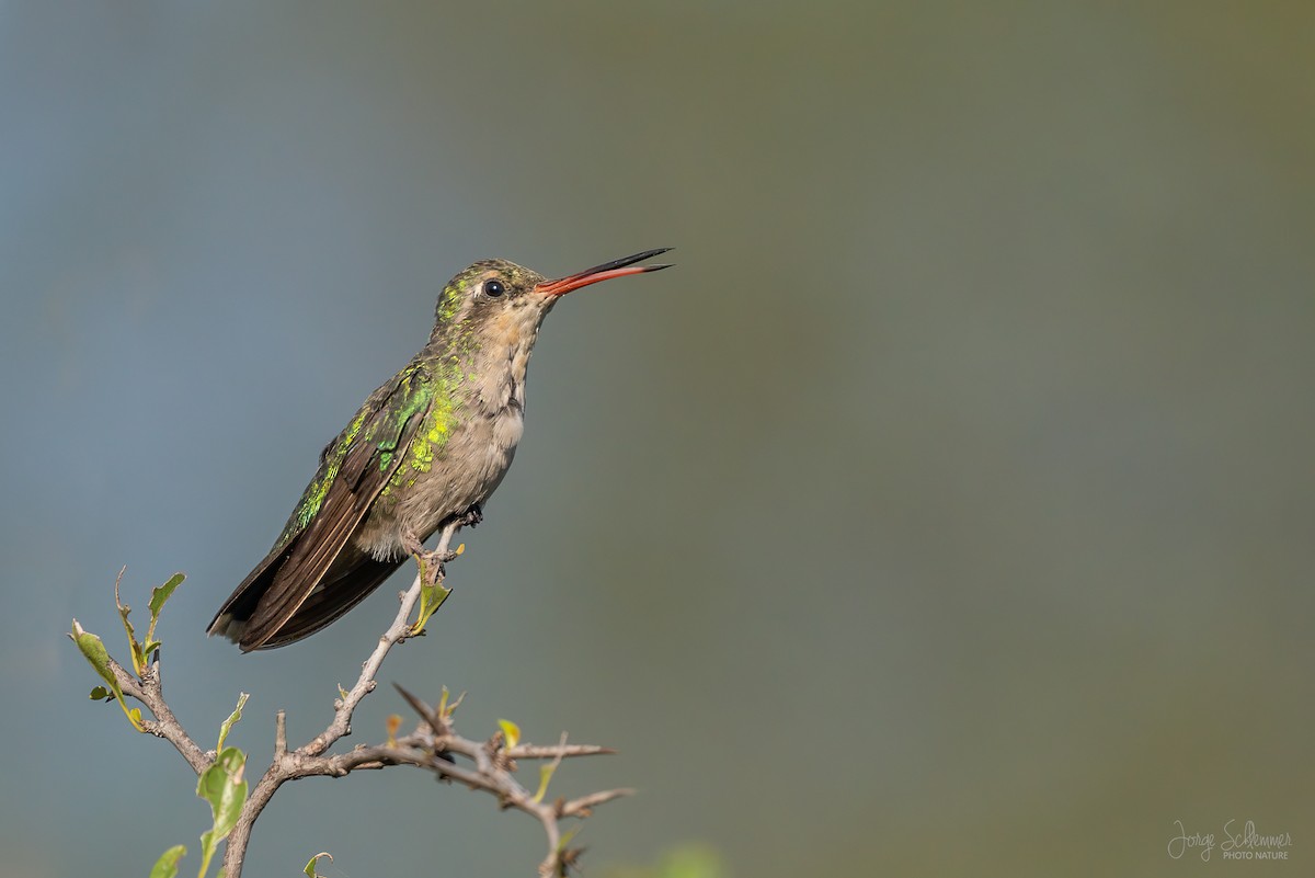 Glittering-bellied Emerald - ML620464488