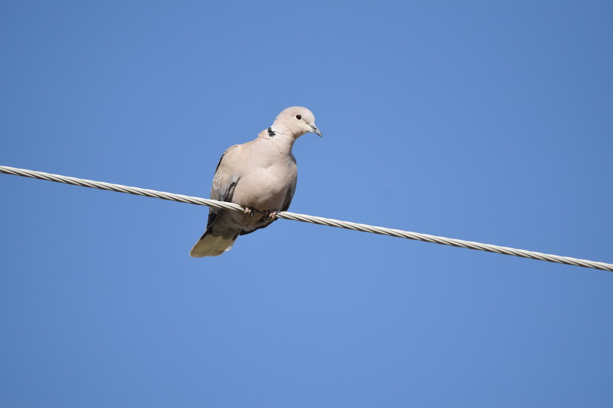 Eurasian Collared-Dove - ML620464489