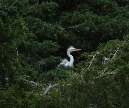 Great Egret - Bodo Stern