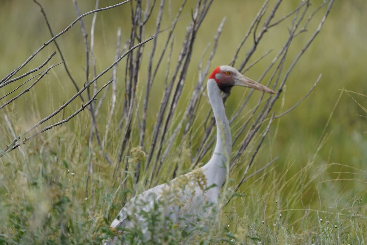 Grue brolga - ML620464492