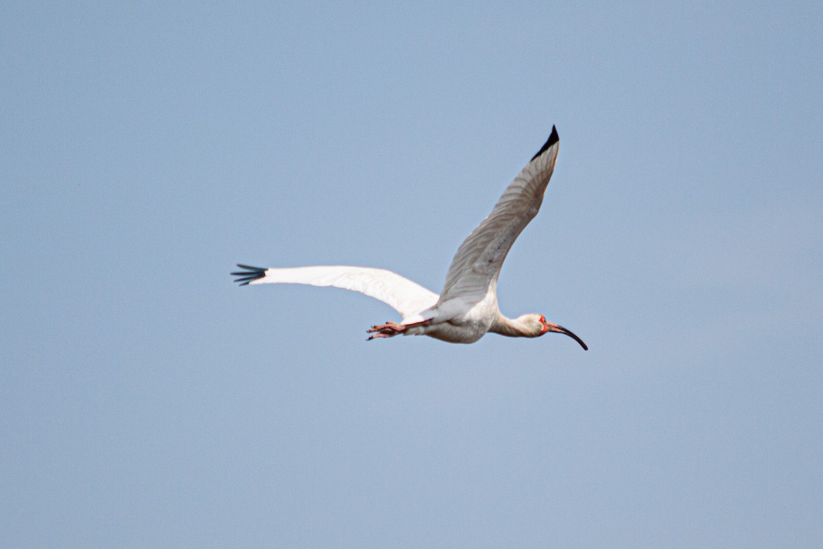 ibis bílý - ML620464500