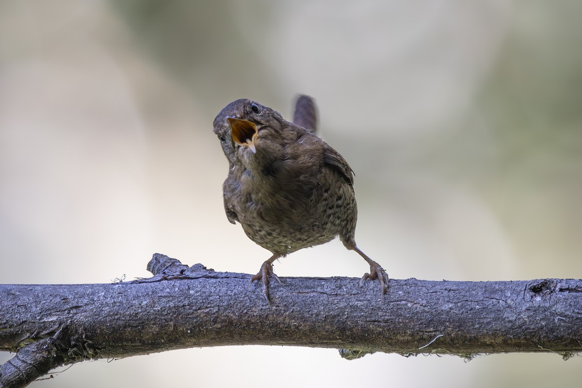 Pacific Wren - Loni Ye