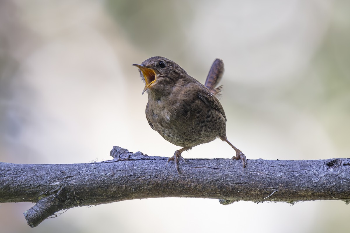 Pacific Wren - ML620464508