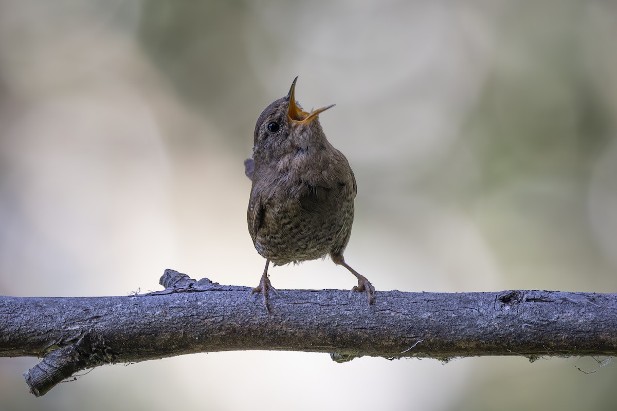 Pacific Wren - Loni Ye