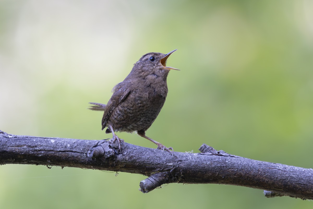 Pacific Wren - ML620464510