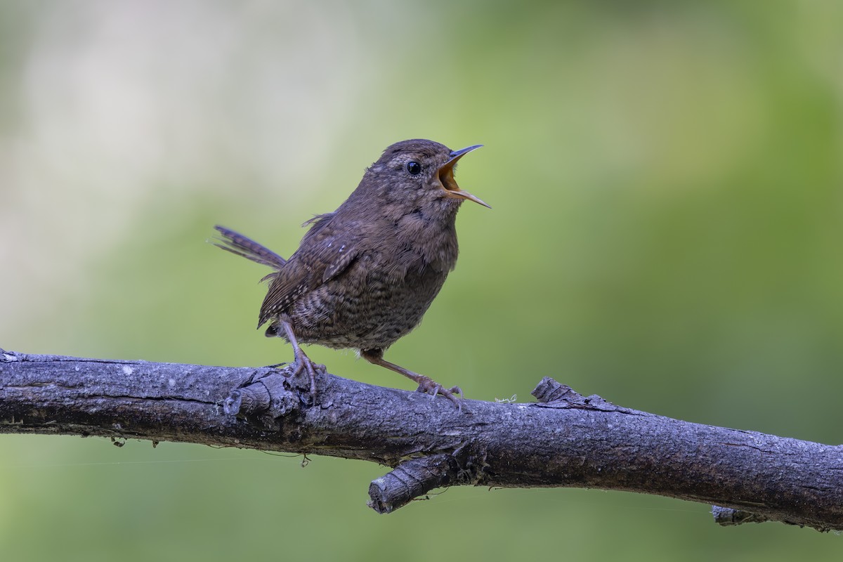 Pacific Wren - ML620464511