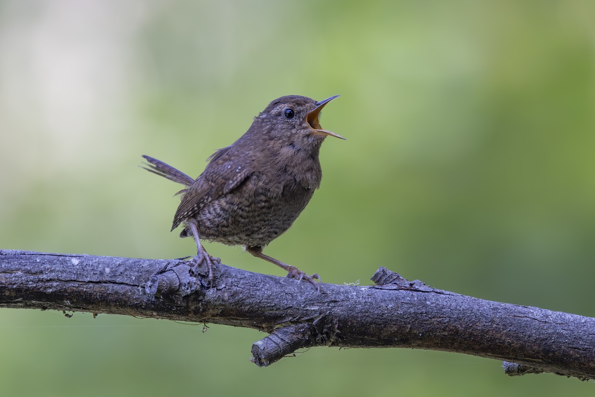 Pacific Wren - ML620464512