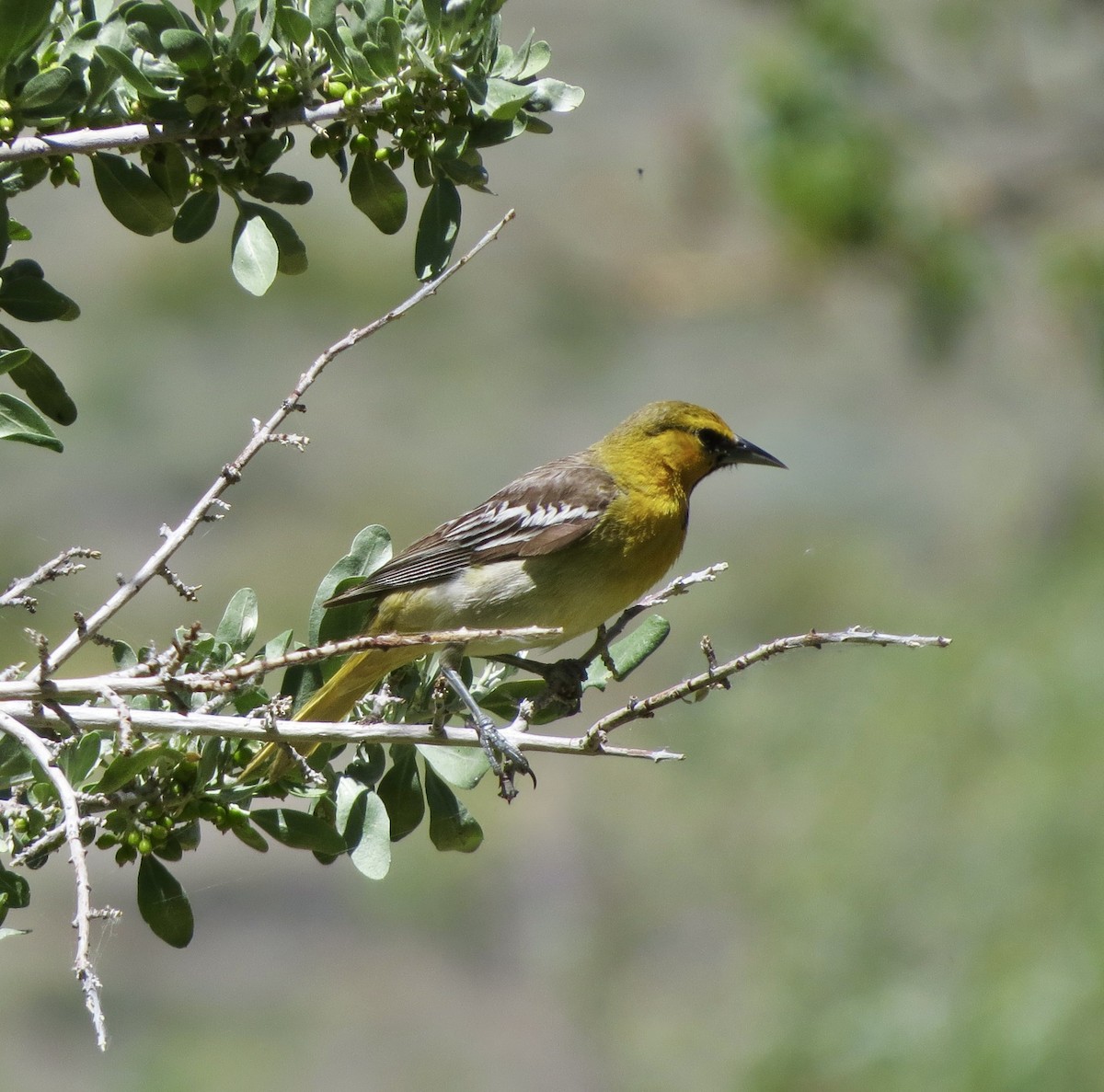 Bullock's Oriole - ML620464515