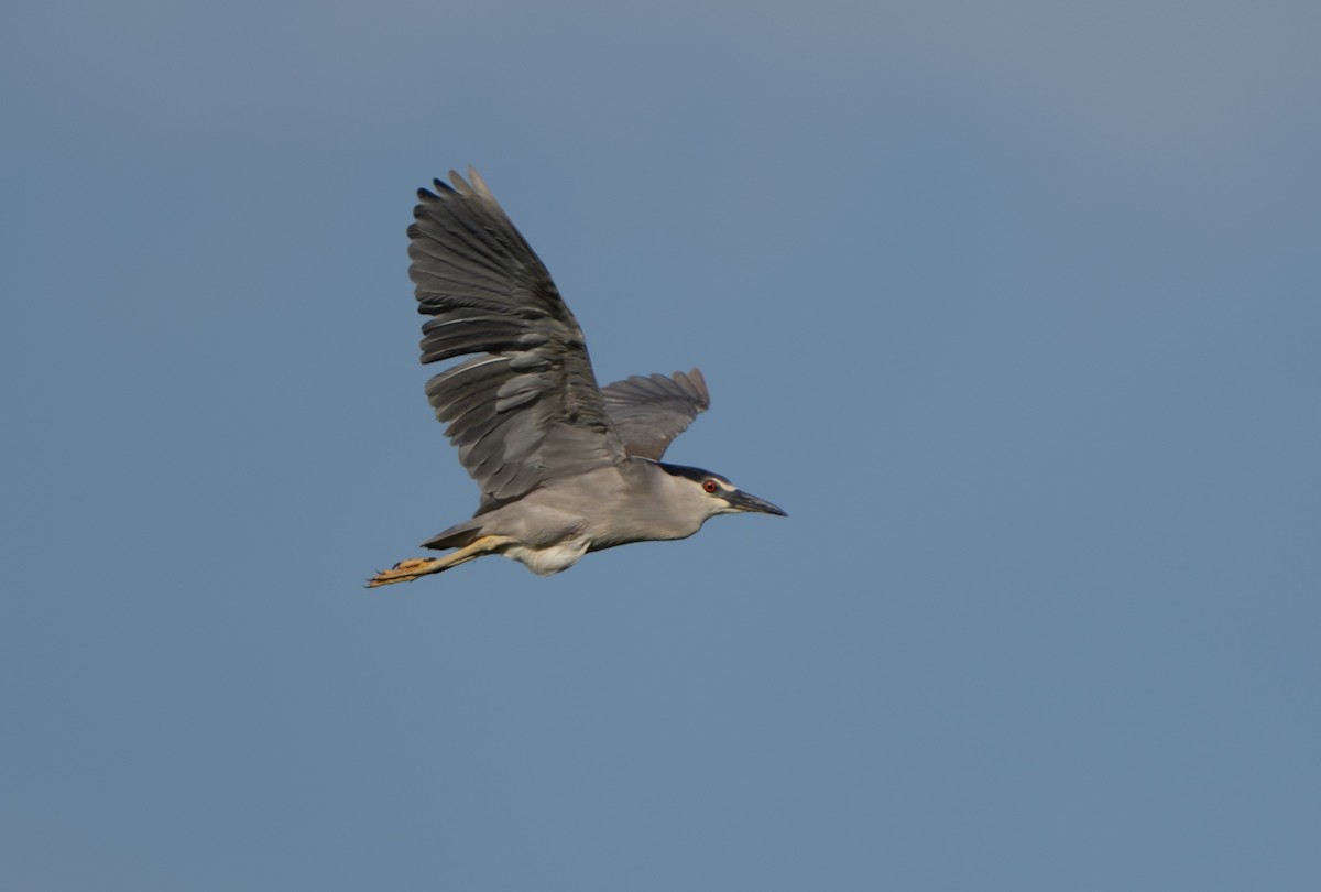 Black-crowned Night Heron - ML620464519