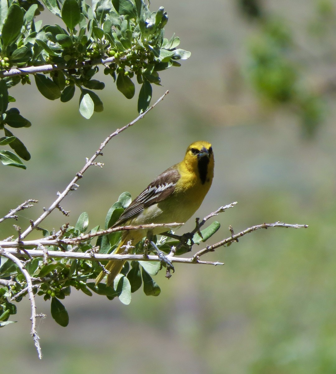 Bullock's Oriole - ML620464525