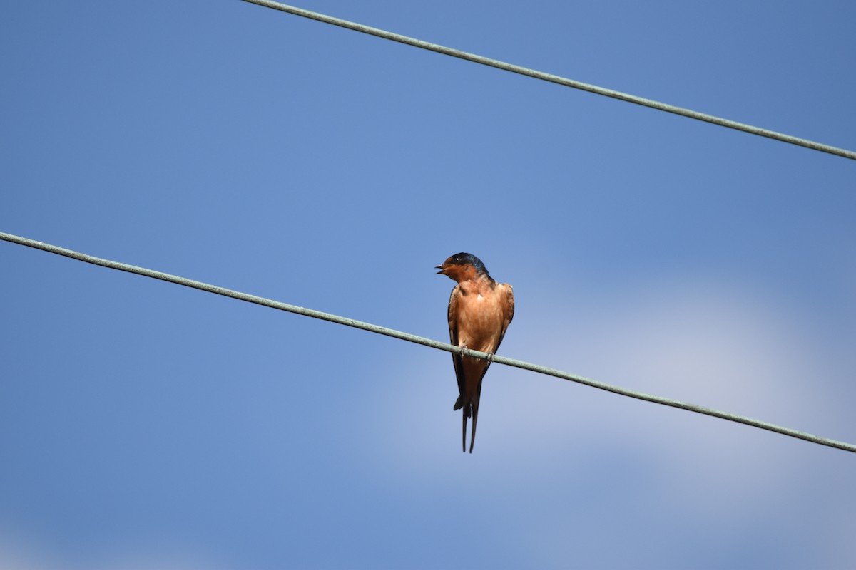 Barn Swallow (American) - Patrick McAtee ⚡