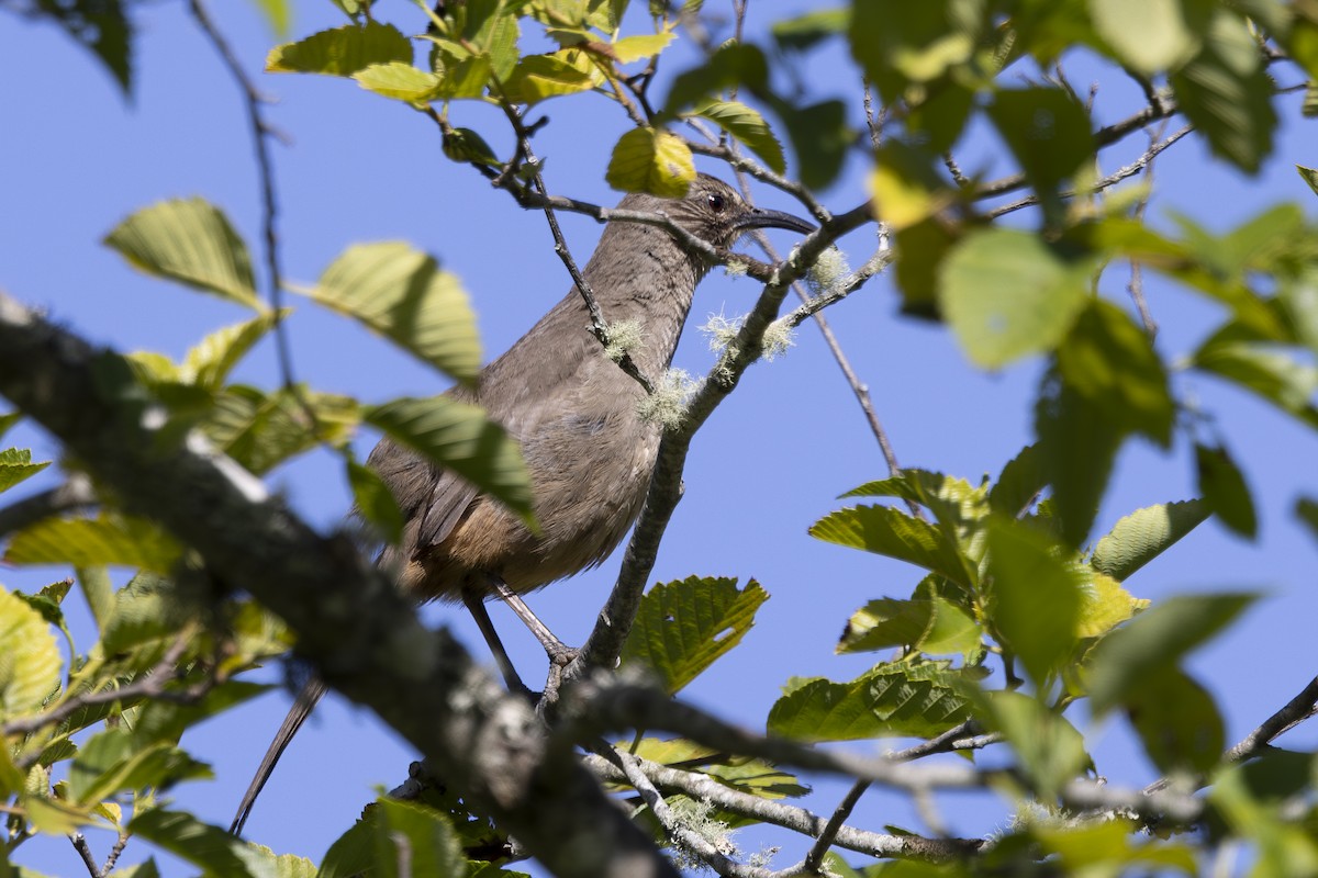 California Thrasher - ML620464528