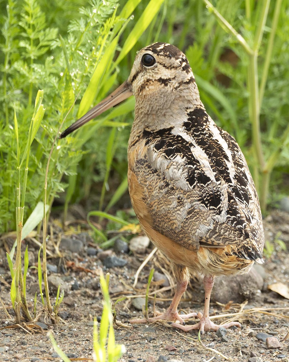 American Woodcock - ML620464530