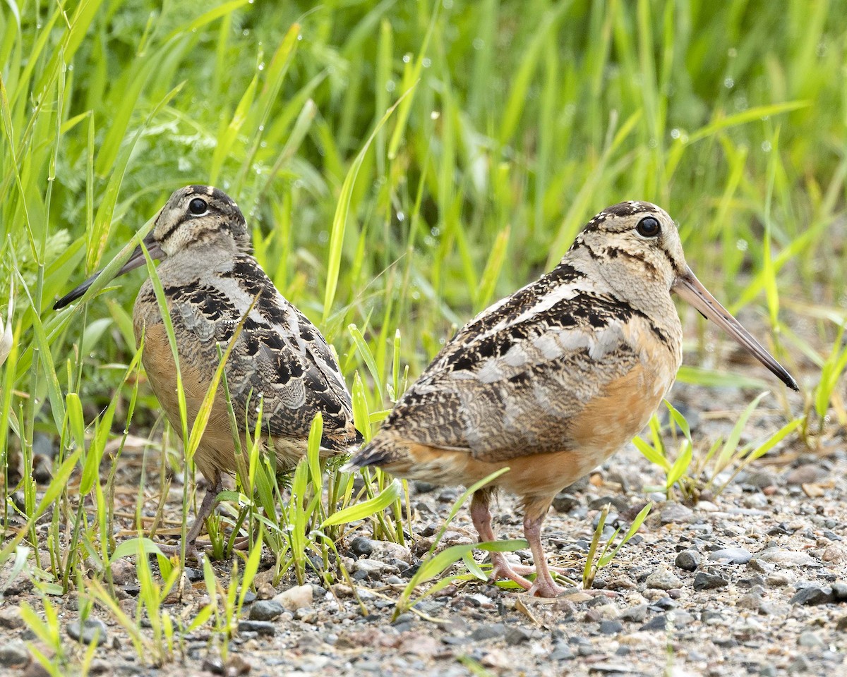 American Woodcock - ML620464531